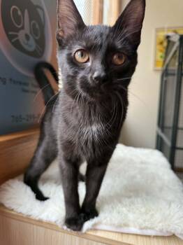 Domestic Short Hair Cats Available for Adoption in West Lafayette, Indiana - Labrador (café)  | PetCurious