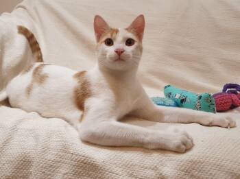 Domestic Short Hair Cats Available for Adoption in Toronto, Ontario - Cream Puff - Affectionate Lap Kitten - Active & Playful | PetCurious