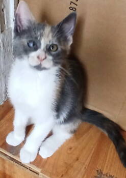 Rescue Domestic Medium Hair Cats for Adoption in Trenton, New Jersey - Runt D | PetCurious