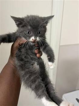 Russian Blue Cats Available for Adoption in Houston, Texas - A655327 | PetCurious