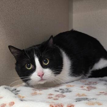 Sylvester -  Domestic Short Hair Cat for Adoption in Great Falls, Montana - Sylvester | PetCurious