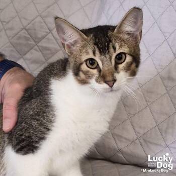 Domestic Short Hair and Tabby Cats Available for Adoption - Rudy | PetCurious