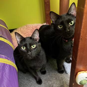 Rescue Domestic Short Hair Cats for Adoption in Stoughton, Wisconsin - Phantom Purr & Mystery Meowington (bonded) | PetCurious