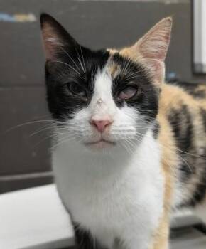 Domestic Short Hair Cats Available for Adoption - Hope | PetCurious