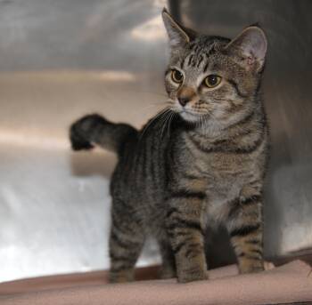 Obtuse (Neutered) (Photos October 11th 2026) -  Tabby and Domestic Short Hair Cat for Adoption in Marietta, Ohio - Obtuse (Neutered) (Photos October 11th 2026) | PetCurious