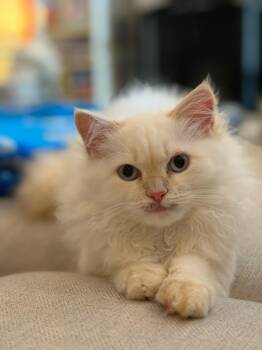 Jack - Ragdoll Kitten -  Ragdoll Cat for Adoption in Brampton, Ontario - Jack - Ragdoll Kitten | PetCurious