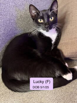 Rescue Tuxedo Cats for Adoption in Vacaville, California - Lucky | PetCurious