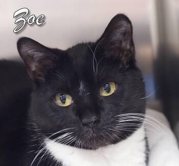 Domestic Short Hair Cats Available for Adoption - Zoe | PetCurious