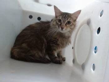 MOLLY -  Domestic Medium Hair Cat for Adoption in Albuquerque, New Mexico - MOLLY | PetCurious