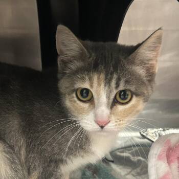 Cutie -  Domestic Short Hair Cat for Adoption in Salt Lake City, Utah - Cutie | PetCurious