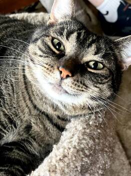 Kit Kat - Courtesy Post -  Domestic Short Hair Cat for Adoption in Avon, New York - Kit Kat - Courtesy Post | PetCurious