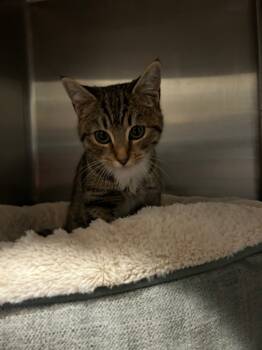 Rescue Domestic Short Hair Cats for Adoption in Ashland, Wisconsin - Lovie | PetCurious