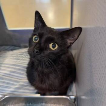 Domestic Short Hair Cats Available for Adoption in Richmond, Virginia - Yeti | PetCurious