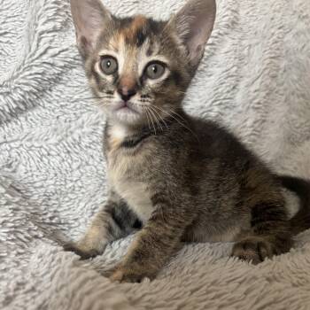 BLAIR -  Abyssinian and Torbie Cat for Adoption in Columbus, Ohio - BLAIR | PetCurious