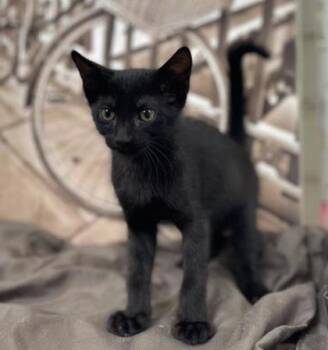 Nelly -  Domestic Short Hair Cat for Adoption in Gainesville, Florida - Nelly | PetCurious