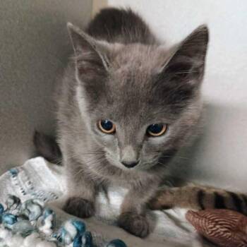 Wiley Wallaby -  Domestic Short Hair Cat for Adoption in Davenport, Iowa - Wiley Wallaby | PetCurious
