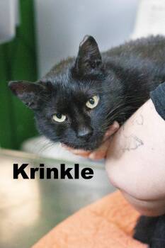 Krinkle -  Domestic Short Hair Cat for Adoption in Macomb, Illinois - Krinkle | PetCurious