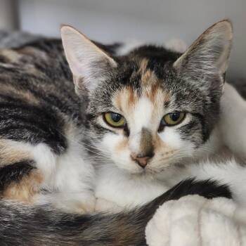 Domestic Short Hair Cats Available for Adoption - Esther | PetCurious