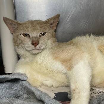 Grapefruit -  Domestic Short Hair Cat for Adoption in Roanoke, Virginia - Grapefruit | PetCurious