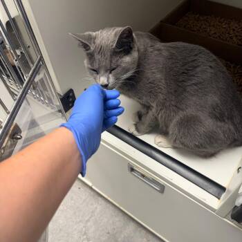 Chalupa Deluxe -  Domestic Short Hair Cat for Adoption in Philadelphia, Pennsylvania - Chalupa Deluxe | PetCurious