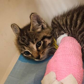Victor -  Domestic Short Hair Cat for Adoption in Greenville, South Carolina - Victor | PetCurious
