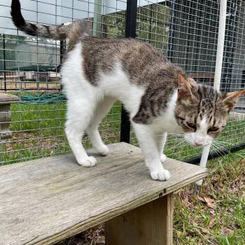 Patter -  Domestic Short Hair Cat for Adoption in Monroe, Louisiana - Patter | PetCurious