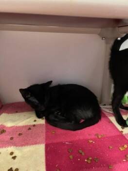 Hallow -  Domestic Short Hair Cat for Adoption in Erin, Ontario - Hallow | PetCurious