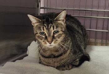 Frankie -  Domestic Short Hair Cat for Adoption in Vancouver, Washington - Frankie | PetCurious