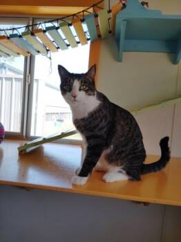 Rescue Domestic Short Hair Cats for Adoption in Houston, Texas - Gravy | PetCurious