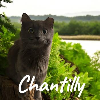 Rescue Domestic Long Hair Cats for Adoption in Barton, Vermont - Chantilly | PetCurious