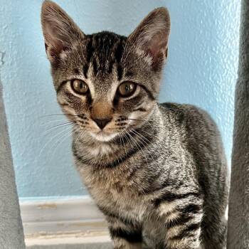 Drizzle -  Domestic Short Hair Cat for Adoption in Santa Fe, Texas - Drizzle | PetCurious