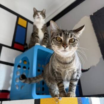 Florence -  Domestic Short Hair Cat for Adoption in Los Angeles, California - Florence | PetCurious