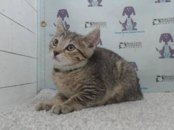 Domestic Short Hair Cats Available for Adoption in Orlando, Florida - PUMA | PetCurious