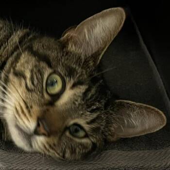 Domestic Short Hair Cats Available for Adoption in Baltimore, Maryland - Mr. Claws | PetCurious