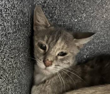 Olivia -  Domestic Short Hair Cat for Adoption in Golden, Colorado - Olivia | PetCurious