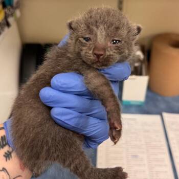 Domestic Short Hair Cats Available for Adoption - Duck | PetCurious