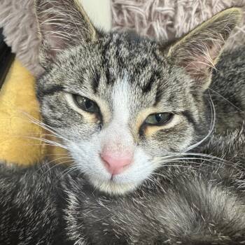 Domestic Short Hair Cats Available for Adoption in Ridgely, Maryland - Lo Mein | PetCurious