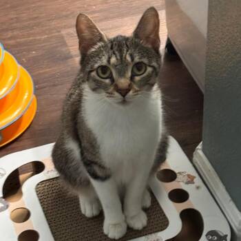 Yoshi -  Domestic Short Hair Cat for Adoption in Titusville, Florida - Yoshi | PetCurious
