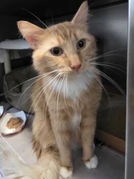 Pumpkin -  Domestic Short Hair Cat for Adoption in Morristown, New Jersey - Pumpkin | PetCurious