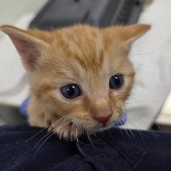 Fleetwood -  Domestic Short Hair Cat Available for Adoption in Chattanooga, Tennessee - Fleetwood | PetCurious