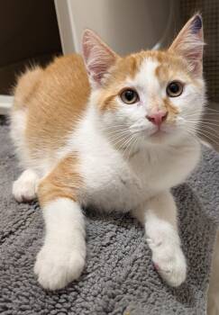 Edamame Bean -  Domestic Short Hair Cat for Adoption in Beaverton, Oregon - Edamame Bean | PetCurious