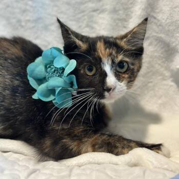 China -  Domestic Short Hair Cat for Adoption in Matteson, Illinois - China | PetCurious
