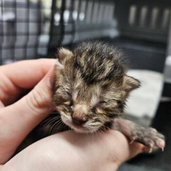 American Shorthair Cats Available for Adoption in Lake Jackson, Texas - Kitten 2 | PetCurious