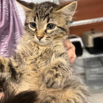 Matcha-C -  Domestic Medium Hair Cat for Adoption in East St. Louis, Illinois - Matcha-C | PetCurious
