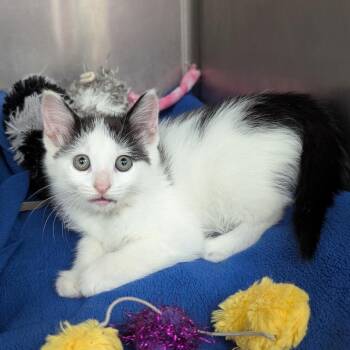 Annah -  Domestic Short Hair Cat for Adoption in Evansville, Indiana - Annah | PetCurious