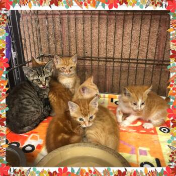 6 tabby kittens -  Domestic Short Hair Cat for Adoption in Buckhannon, West Virginia - 6 Tabby Kittens | PetCurious