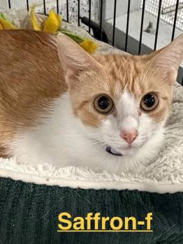 Saffron 26 -  Tabby and Domestic Short Hair Cat for Adoption in Brookhaven, Mississippi - Saffron 26 | PetCurious