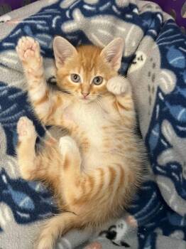 Bubba -  Domestic Medium Hair Cat for Adoption in Mcpherson, Kansas - Bubba | PetCurious