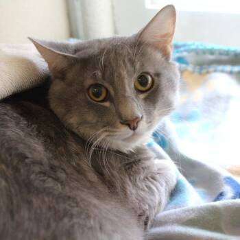 Domestic Short Hair Cats Available for Adoption in Gloucester, Virginia - Mo Meow Mo Problems | PetCurious