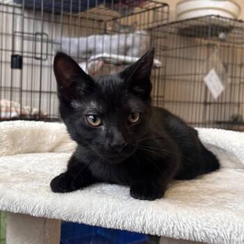 Domestic Short Hair Cats Available for Adoption in Waynesboro, Pennsylvania - Oodle | PetCurious